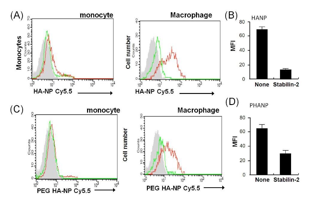 HANP and PEG-HANP uptake of monocyte and macrophages after blocking with Stabilin-2 antibody (A,C).