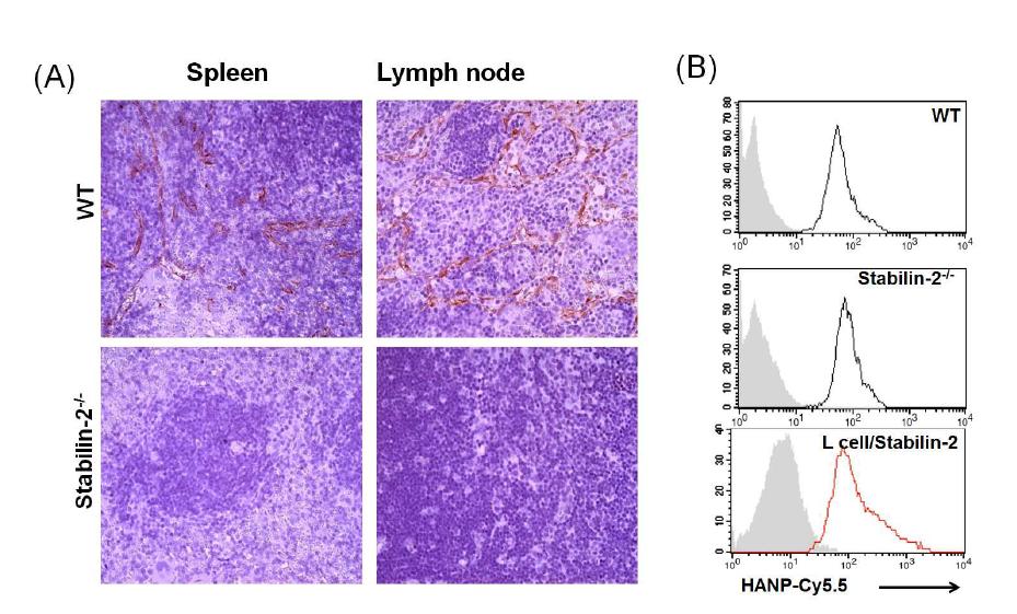 A. Confirmation of Stabilin-2 knockout demonstrated by Immunohistochemical stain in wild type and Stabilin-2 knockout mice spleen and lymphnode.