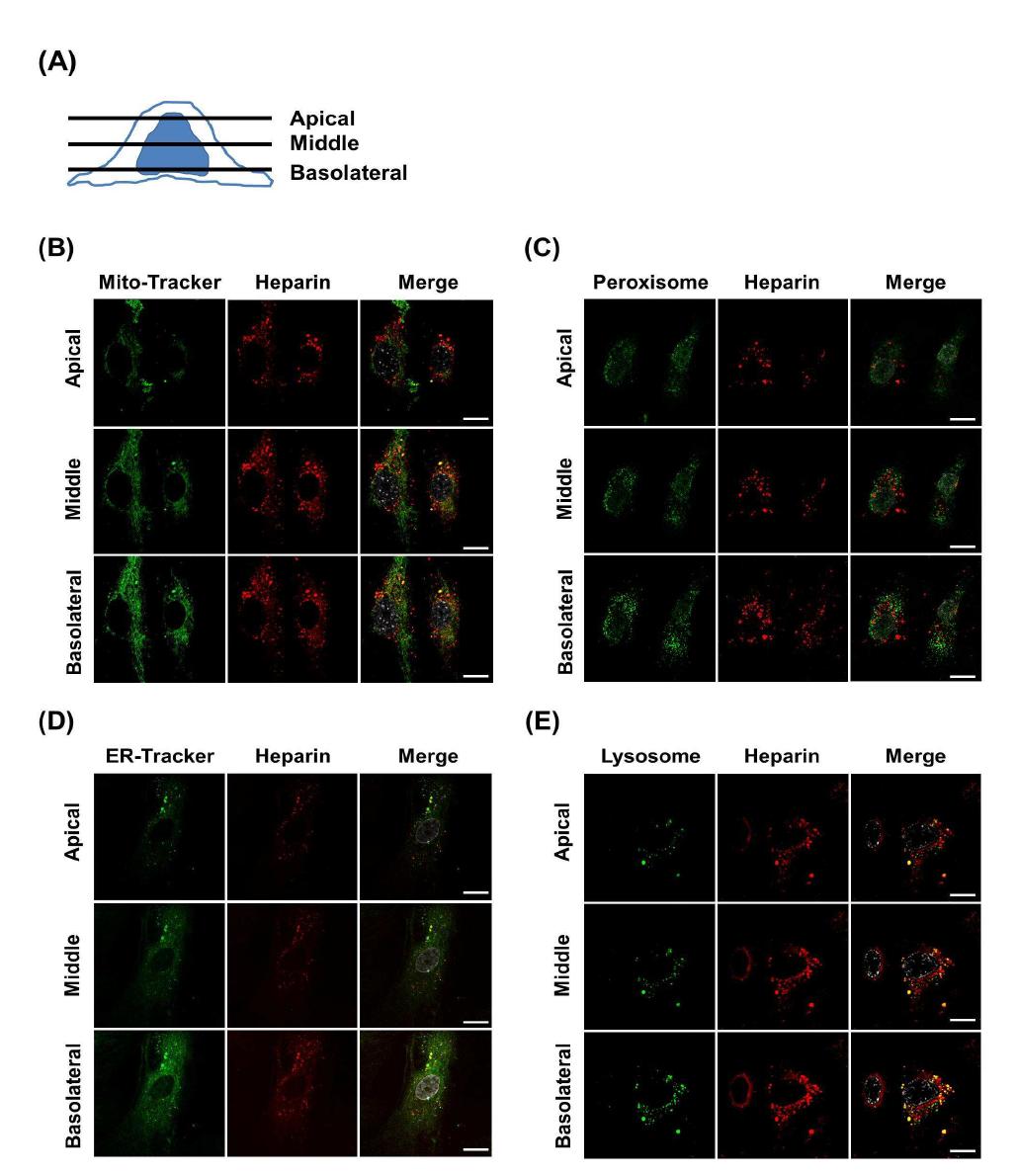 (A) Diagrammatic representation of confocal laser scanning in HUVEC cell. As determined by organelle selective dyes and confocal microscopy, the intracellular localization of heparin overlaps with mitochondria (B), endoplasmic reticulum (C), peroxisome (D) and lysosome (E) as viewed by X-Y plane