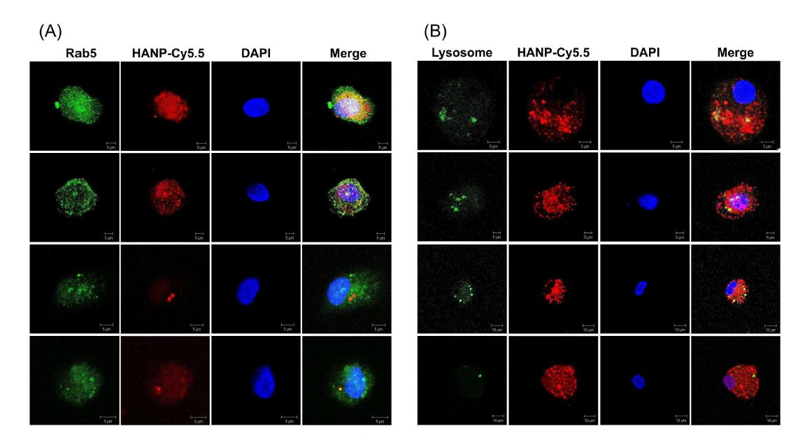 Subcellular localization of HA-NP is highlighted by yellow or orange fluorescence . Human macrophages were incubated with HA-NP and immunostained with Rab5 (A), and simultaneousley incubated with lysotracker (B).