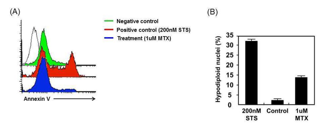 Induction of apoptosis by MTX in human macrophage.