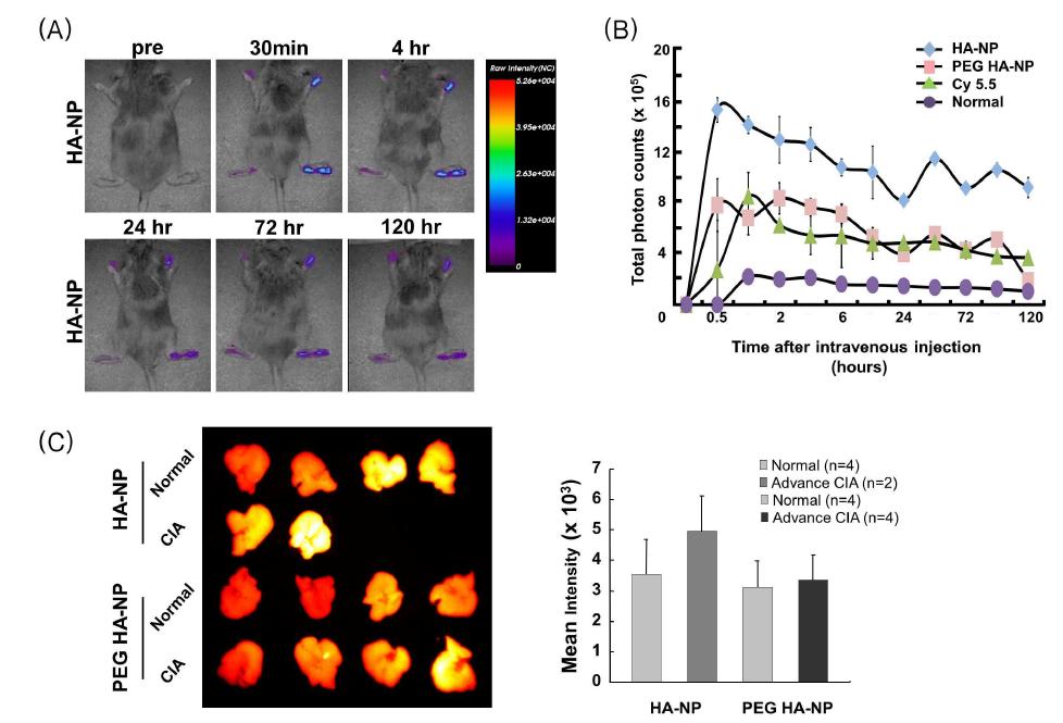 In vivo fluorescence image of HA-NP (A) and its quantification (B) in CIA mice.