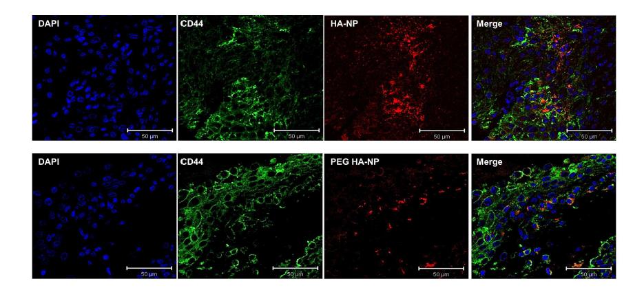 Histological representation of HA-NP homing to inflamed synovial tissue.