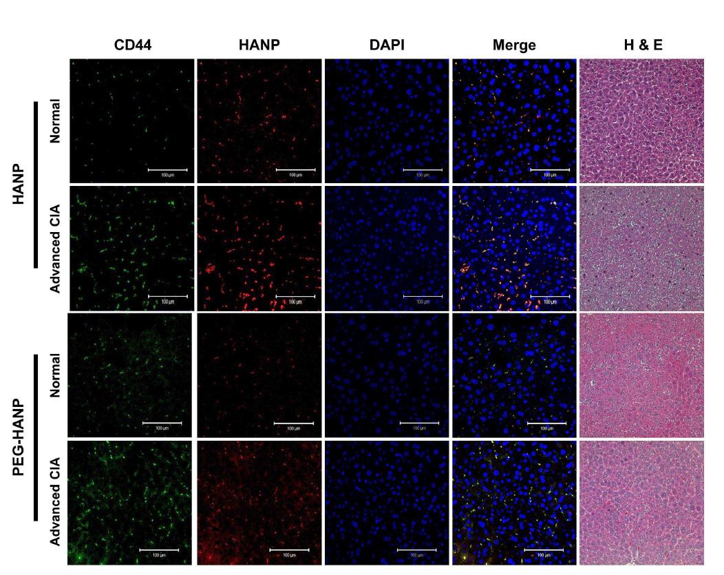 Cellular localization of HA-NP and PEG HA-NP within the normal and advance CIA mice liver tissues.