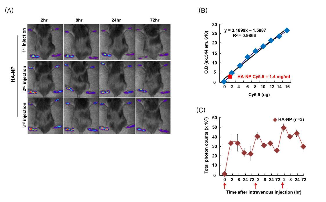 In vivo fluorescence image of multiple injection of HA-NP (A), (B) and the quantification (C) of fluorescence intensity with time course in CIA mice.