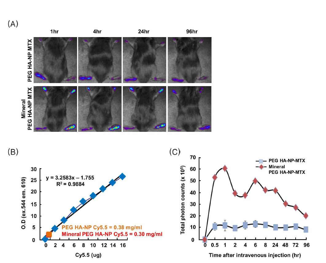 Targeted delivery of HANP into arthritis tissue in vivo. In vivo time dependent deposit profile of HANPs in indicated concentration in CIA mice.