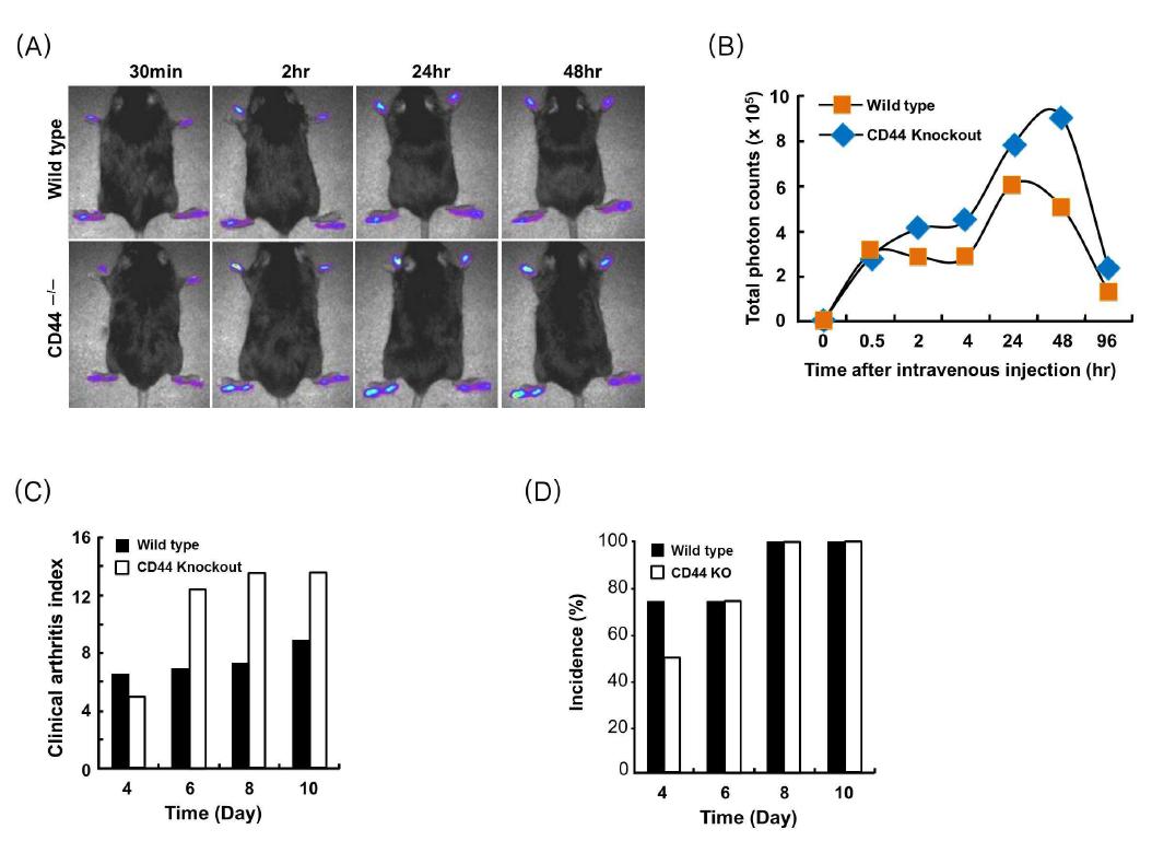 A. Clinical arthritis activity and deposit profile of HANP in wild type and CD44 knockout mice. B. TPCs over four paws according to time course were analyzed. C. Clinical arthritis index in wild type and CD44 knockout mice.