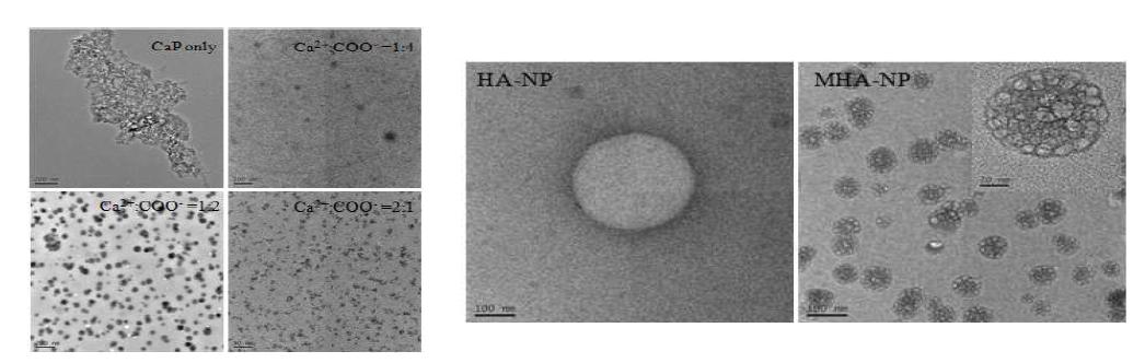 인산칼슘화 히알루론산 나노입자의 모폴로지.