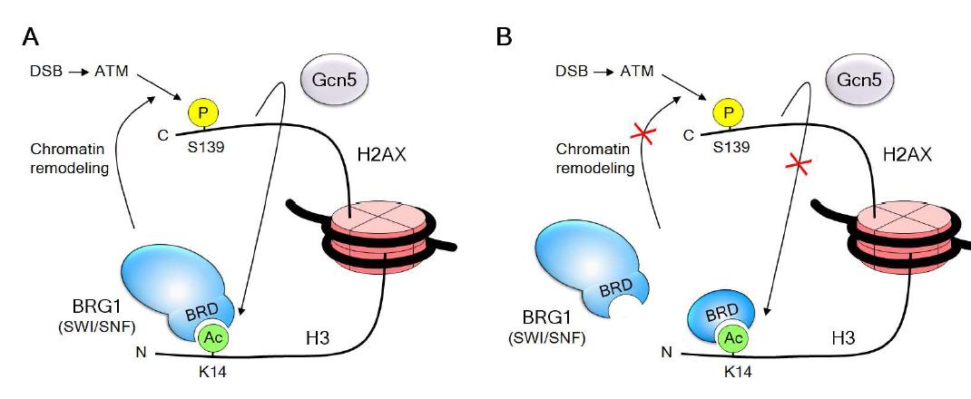 (A) A model for the cooperative action of SWI/SNF, S139ph and H3 acetylation during DSB repair (B) The bromodomain (BRD) of BRG1 functions as a specific dominant negative inhibitor of γ-H2AX induction and DNA repair.