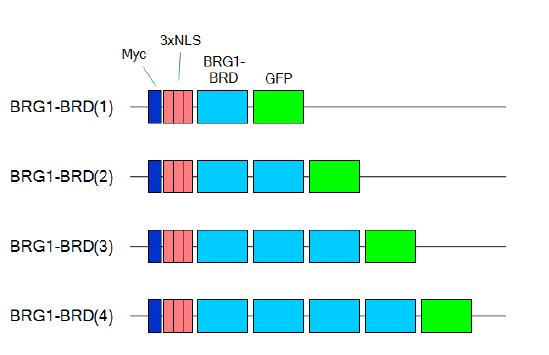 Construction of the Construction of the adenoviral expression vectors for monomer or multimer forms of BRG1-BRD.