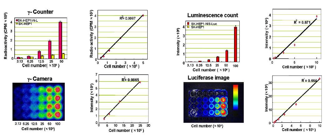 리포터유전자를 이용한 핵의학적영상 및 광학영상의 정량화