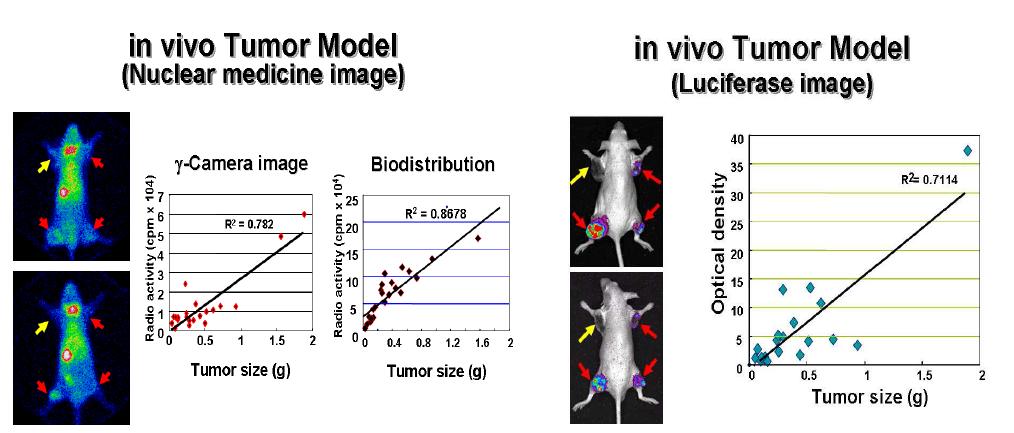핵의학적 광학적 영상을 이용한 생체 종양 모델 영상화