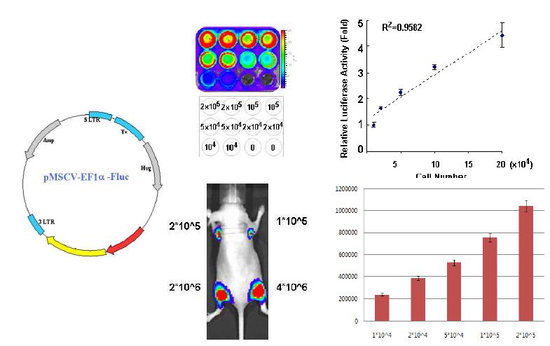 바이러스를 이용한 광학적 생체영상리포터 유전자 개발 및 종양 모델 영상화