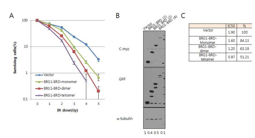 정상세포 안에서 BRG1-BRD 의 과발현시에 세포손상 후 생존력이 감소함. (A)대조군 (vector), BRG1-BRD 의 단량체와 이량체, 사량체를 각 dose 별로 세포생존력의 차이를 비교하여 그래프로 나타냄. (B) 293T 내에서의 대조군, BRG1-BRD 의 단량체 와 이량체, 사량체 단백질의 발현양을 immunoblotting 에 의해 분석. (C) 실험의 결과를 수치 화하여 확인.