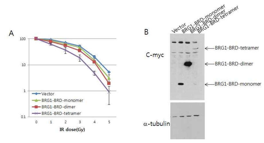 대장암세포 (HCT116, S) 안에서 BRG1-BRD 의 과발현시에 세포손상 후 생존력관찰. (A) 대조군 (vector), BRG1-BRD 의 단량체와 이량체와 사량체를 각 dose 별 로 세포생존력의 차이를 비교하여 그래프로 나타냄. (B) HCT116 세포내에서의 대조 군, BRG1-BRD 의 단량체 와 이량체와 사량체 단백질의 발현양을 immunoblotting 에 의해 분석.