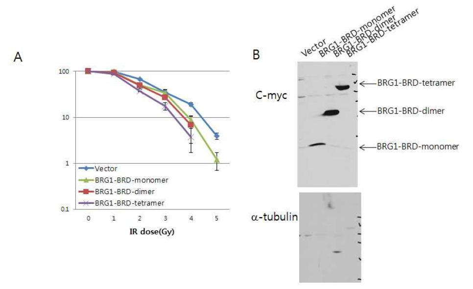 폐암세포 (NCI-H446, S) 안에서 BRG1-BRD 의 과발현시에 세포손상 후 생존력 관찰. (A) 대조군 (vector), BRG1-BRD 의 단량체와 이량체와 사량체를 각 dose 별로 세 포생존력의 차이를 비교하여 그래프로 나타냄. (B) NCI-H446 세포내에서의 대조군, BRG1-BRD의 단량체와 이량체와 사량체 단백질의 발현양을 immunoblotting 에 의해 분 석.