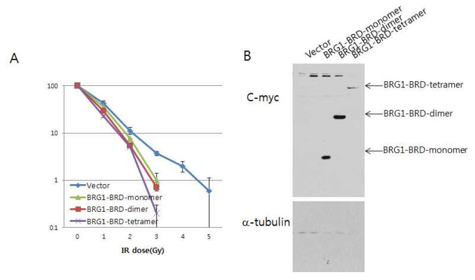 유방암세포 (SK-BR3, S) 안에서 BRG1-BRD 의 과발현시에 세포손상 후 생존력관찰. (A) 대조군 (vector), BRG1-BRD 의 단량체와 이량체와 사량체를 각 dose 별로 세포생 존력의 차이를 비교하여 그래프로 나타냄. (B) SK-BR3 세포내에서의 대조군, BRG1-BRD 의 단량체와 이량체와 사량체 단백질의 발현양을 immunoblotting 에 의해 분석