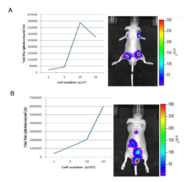 영상리포터 유전자를 이용한 마우스 이종이식 종양모델 확립과 세포 수 결정. A. ex vivo 모델링을 위한 측면에 형성시킨 종양모델. B. in vivo 모델링을 위한 등쪽에 형성시킨 종양모델