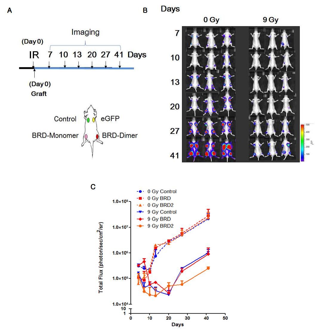 Ex vivo 마우스 모델링을 통한 BRG1-BRD HT29-luc 세포의 방사선 민감도 평가.control: pMX 대조군 벡터, eGFP: pMX-eGFP 벡터, BRD1: pMX-BRG1-BRD 단량체, BRD2:pMX-BRG1-BRD 이량체
