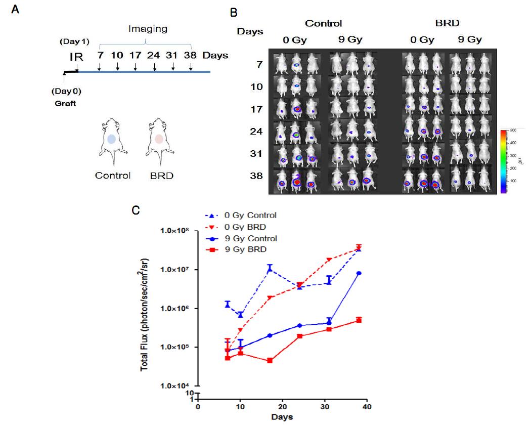 In vivo 마우스 모델링을 통한 BRG1-BRD HT29-luc 세포의 방사선 민감도 평가.control: pMX 대조군 벡터, BRD: pMX-BRG1-BRD.