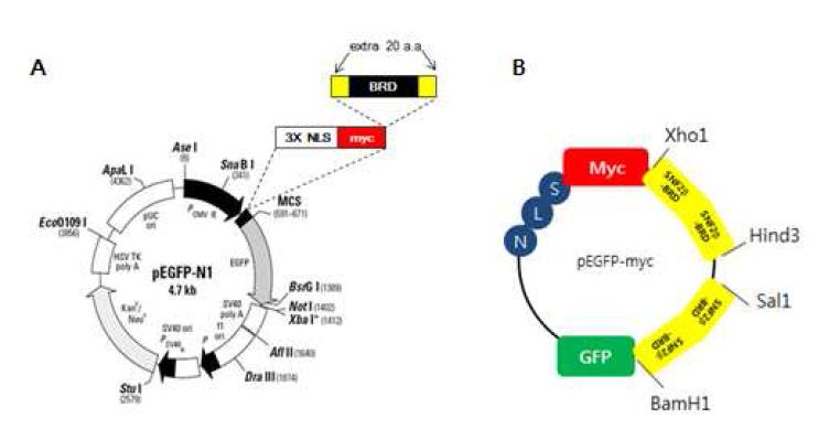 BRG1-BRD 발현벡터 제작 모식도