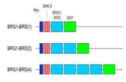 BRG1의 BRD 단량체 및 이량체, 사량체 재조합 단백질을 인위적으로 재조하여 발현 시 킴으로써, 더욱 효과적으로 방사선 민감도를 증 가시키고자 재조합 벡터를 제작. myc epitope 및 핵위치신호 (nuclear localization signal, NLS), BRG1 유전자의 브로모도메인을 암호화하 는 서열 (bromodomain, BRD), GFP를 포함함