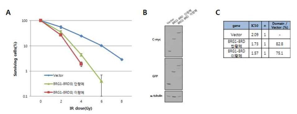 정상세포 안에서 BRG1-BRD 의 과발현시에 세포손상 후 생존력이 감소함. (A)(A) 대조군 (vector), BRG1-BRD 의 단량체와 이량체를 각 dose 별로 세포생존력의 차이 를 비교하여 그래프로 나타냄. (B) 293T 내에서의 대조군, BRG1-BRD 의 단량체 와 이량체 단백질의 발현양을 immunoblotting 에 의해 분석. (C) 실험의 결과를 수치화하 여 확인.