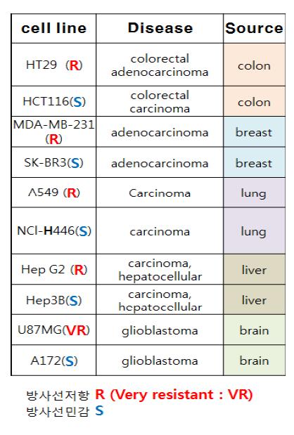 암세포별 방사선에 저항성이 있는 세포와 민감한 세포확인