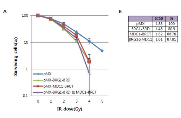 정상세포 안에서 바이러스 침투를 통한 BRG1-BRD 의 과발현 과 MDC1-BRCT의 과 발현으로 인 해 세포손상 후 생존력이 감소함. (A) 대조군(vector), BRG1-BRD와 MDC1-BRCT와 그 둘을 동시 발현 하였을 시, 각 dose 별로 세포생존 력의 차이를 비교하여 그래프로 나타 냄. (B) 실험의 결과를 수치화하여 확인.