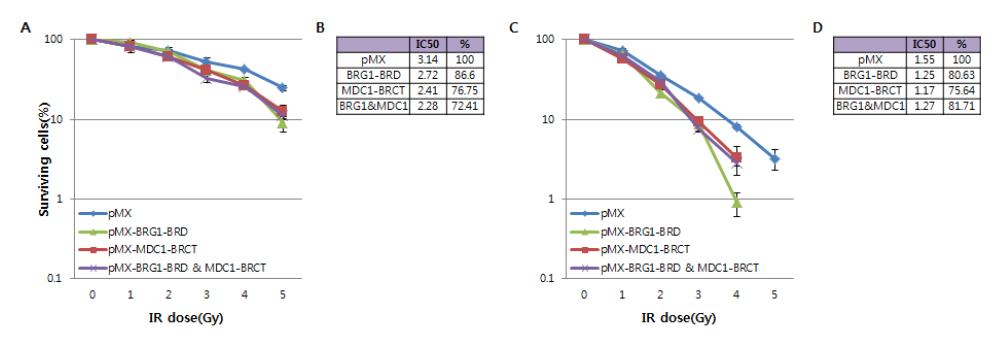 대장암세포 안에서 바이러스 침투를 통한 BRG1-BRD 의 과발현과 MDC1-BRCT의 과발현으로 인해 세포손상 후 생존력이 감소함. 대장암세포 중에 방사선이 저항성이 있는 세포인 HT29 를 이용한 실험 (A-B). (A) 대조군 (vector), BRG1-BRD와 MDC1-BRCT와 그 둘을 동시 발현하였을 시, 각 dose 별로 세포생존력의 차이를 비교하 여 그래프로 나타냄. (B) 실험의 결과를 수치화하여 확인. 대장암세포 중에 방사선에 민 감한 세포인 HCT116을 이용한 실험 (C-D). (C) 대조군 (vector), BRG1-BRD와 MDC1-BRCT와 그 둘을 동시 발현하였을 시, 각 dose 별로 세포생존력의 차이를 비교하 여 그래프로 나타냄. (D) 실험의 결과를 수치화하여 확인.