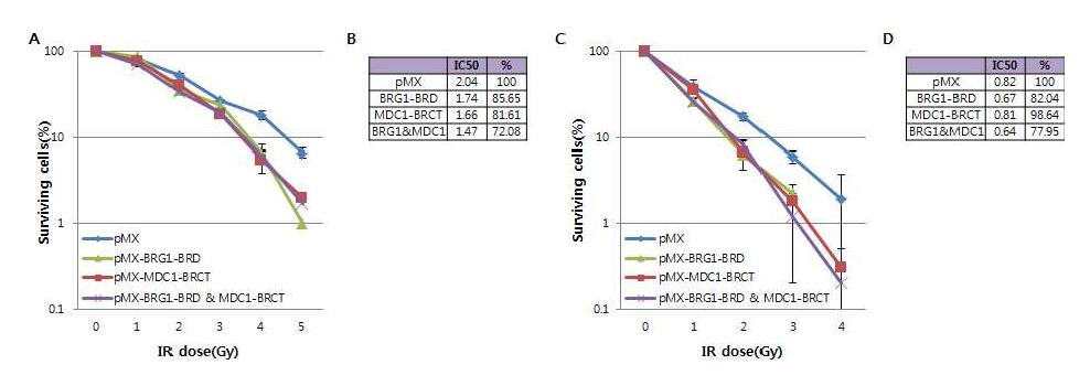유방암세포 안에서 바이러스 침투를 통한 BRG1-BRD의 과발현과 MDC1-BRCT의 과발현으로 인해 세포손상 후 생존력이 감소함. 유방암세포 중에 방사선이 저항성이 있는 세포인 MDA-MB-231를 이용한 실험 (A-B). (A) 대조군 (vector), BRG1-BRD와 MDC1-BRCT와 그 둘을 동시 발현하였을 시, 각 dose 별로 세포생존력의 차이를 비교하 여 그래프로 나타냄. (B) 실험의 결과를 수치화하여 확인. 유방암세포 중에 방사선에 민감 한 세포인 SK-BR3를 이용한 실험 (C-D). (C) 대조군 (vector), BRG1-BRD와 MDC1-BRCT와 그 둘을 동시 발현하였을 시, 각 dose 별로 세포생존력의 차이를 비교하 여 그래프로 나타냄. (D) 실험의 결과를 수치화하여 확인.