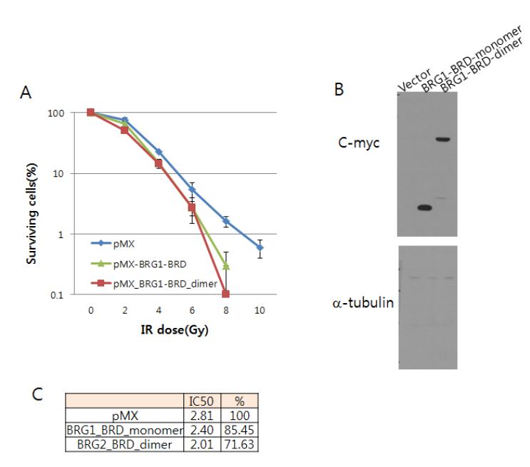 대장암세포 (HCT116, S) 안에서 BRG1-BRD 의 과발현시에 세포손상 후 생존력관찰. (A) 대조군 (vector), BRG1-BRD 의 단량체와 이 량체를 각 dose 별로 세포생존력의 차이를 비교하여 그래프로 나타냄. (B) HCT116 세포내에서의 대조군, BRG1-BRD의 단량체와 이량 체 단백질의 발현양을 immunoblotting 에 의해 분석. (C) 실험의 결과를 수치화하여 확인.