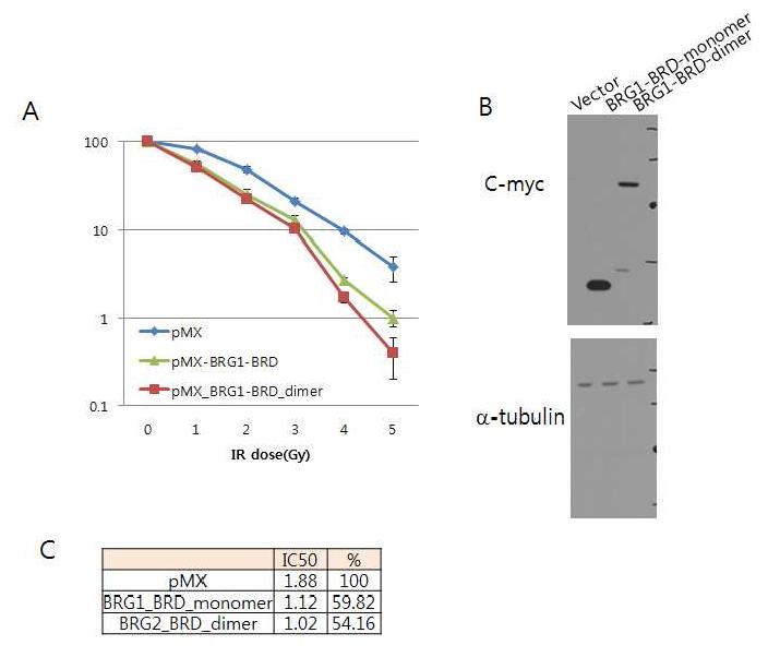 대장암세포 (HCT116, S) 안에서 BRG1-BRD 의 과발현시에 세포손상 후 생존력관찰. (A) 대조군 (vector), BRG1-BRD 의 단량 체와 이량체를 각 dose 별로 세포생존력의 차이를 비교하여 그래프 로 나타냄. (B) HCT116 세포내에서의 대조군, BRG1-BRD 의 단량 체와