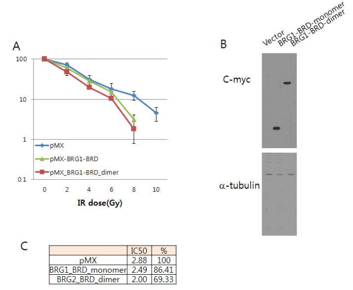폐암세포 (A549, R) 안에서 BRG1-BRD 의 과발현시에 세포손상 후 생존력관찰. (A) 대조군 (vector), BRG1-BRD 의 단량체와 이 량체를 각 dose 별로 세포생존력의 차이를 비교하여 그래프로 나타냄. (B) A549 세포내에서의 대조군, BRG1-BRD의 단량체와 이량체 단백 질의 발현양을 immunoblotting 에 의해 분석. (C) 실험의 결과를 수치 화하여 확인.