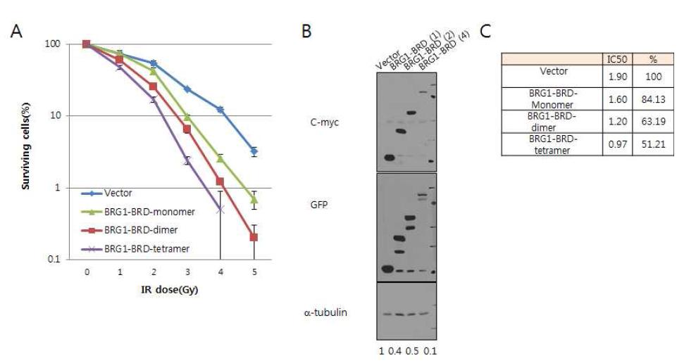 정상세포 안에서 BRG1-BRD 의 과발현시에 세포손상 후 생존력이 감소함. (A)대조군 (vector), BRG1-BRD 의 단량체와 이량체, 사량체를 각 dose 별로 세포생존력의 차이를 비교하여 그래프로 나타냄. (B) 293T 내에서의 대조군, BRG1-BRD 의 단량체 와 이량체, 사량체 단백질의 발현양을 immunoblotting 에 의해 분석. (C) 실험의 결과를 수치 화하여 확인.