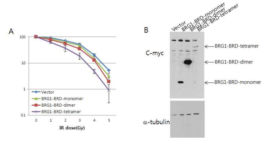 대장암세포 (HCT116, S) 안에서 BRG1-BRD의 과발현시에 세포손상 후 생존력관찰. (A) 대조군 (vector), BRG1-BRD 의 단량체와 이량체와 사량체를 각 dose 별 로 세포생존력의 차이를 비교하여 그래프로 나타냄. (B) HCT116 세포내에서의 대조군, BRG1-BRD 의 단량체와 이량체와 사량체 단백질의 발현양을 immunoblotting에 의해 분석.