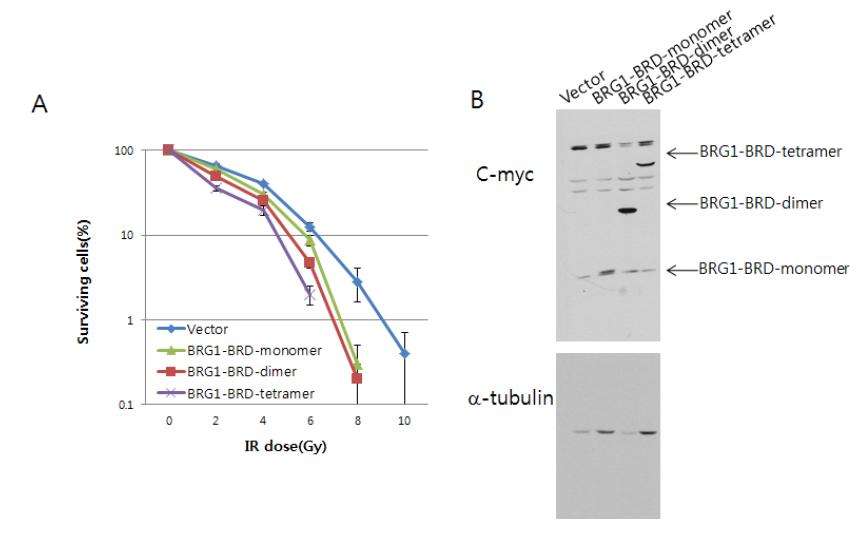 폐암세포 (A549, R) 안에서 BRG1-BRD 의 과발현시에 세포손상 후 생존력관찰. (A) 대조군 (vector), BRG1-BRD 의 단량체와 이량체와 사량체를 각 dose 별로 세포생존력의 차이를 비교하여 그래프로 나타냄. (B) A549 세포내에 서의 대조군, BRG1-BRD의 단량체와 이량체와 사량체 단백질의 발현양을 immunoblotting 에 의해 분석.