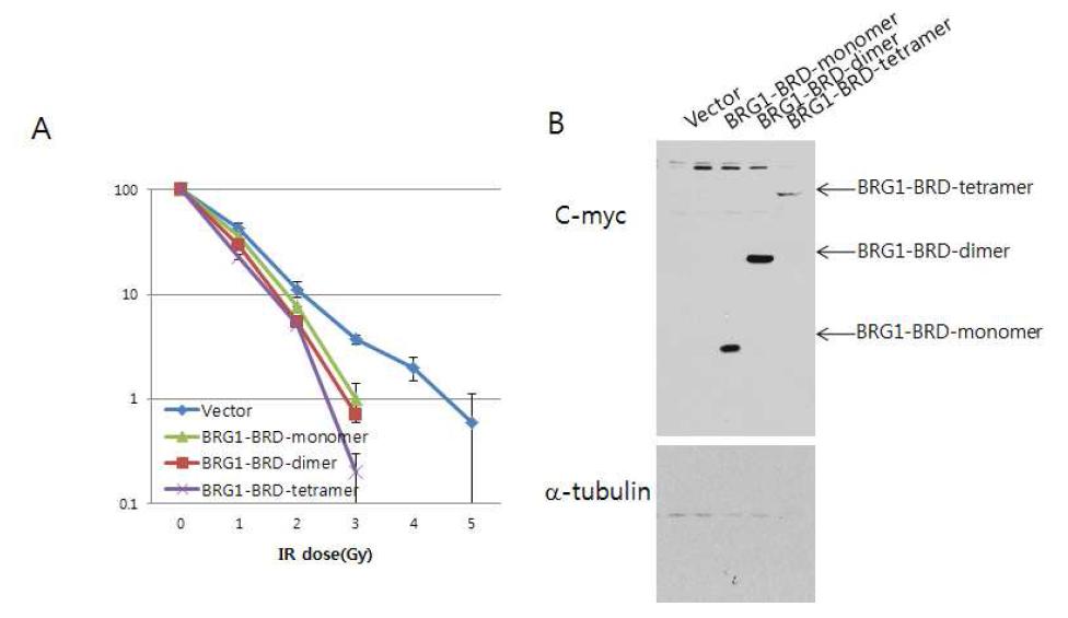 유방암세포 (SK-BR3, S) 안에서 BRG1-BRD 의 과발현시에 세포손상 후 생존력 관찰. (A) 대조군 (vector), BRG1-BRD 의 단량체와 이량체와 사량체를 각 dose 별로 세포 생존력의 차이를 비교하여 그래프로 나타냄. (B) SK-BR3 세포내에서의 대조군, BRG1-BRD 의 단량체와 이량체와 사량체 단백질의 발현양을 immunoblotting 에 의해 분 석.