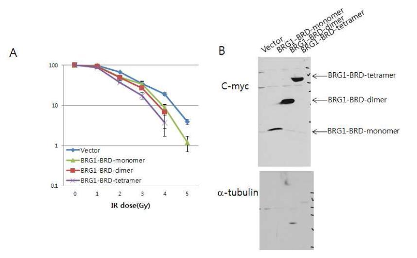 폐암세포 (NCI-H446, S) 안에서 BRG1-BRD 의 과발현시에 세포손상후 생존력 관찰. (A) 대조군 (vector), BRG1-BRD 의 단량체와 이량체와 사량 체를 각 dose 별로 세포생존력의 차이를 비교하여 그래프로 나타냄. (B) NCI-H446 세포내에서의 대조군, BRG1-BRD의 단량체와 이량체와 사량체 단 백질의 발현양을 immunoblotting 에 의해 분석.