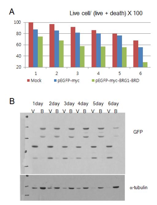 형질전환 방법으로 과발현 된 BRG1-BRD를 대조군과 비교하여 확인. 293T 세포를 이용하였으며, pEGFP와 myc epitope 및 핵위치신 호 (nuclear localization signal, NLS)을 포함하고 있는 플라스미드를 세포내에 형질전환 후, 백분율로 환 산하여 최대 6일 뒤까지 관찰하였음.