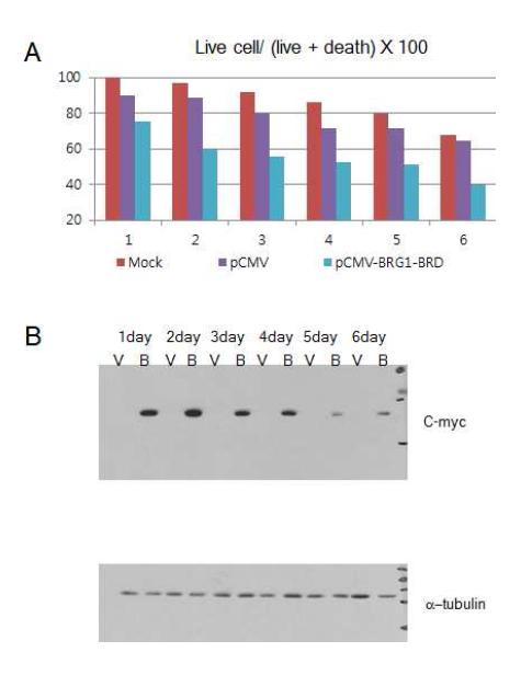 형질전환 방법으로 과발현 된 BRG1-BRD를 대조군과 비교하여 확인. 293T 세포를 이용하였으며, myc epitope 및 핵위치신호 (nuclear localization signal, NLS)을 포함하고 있는 플라스미드를 세포내 에 형질전환 시킨 후, 백분율로 환산 하여 최대 6일 뒤까지 관찰하였음.