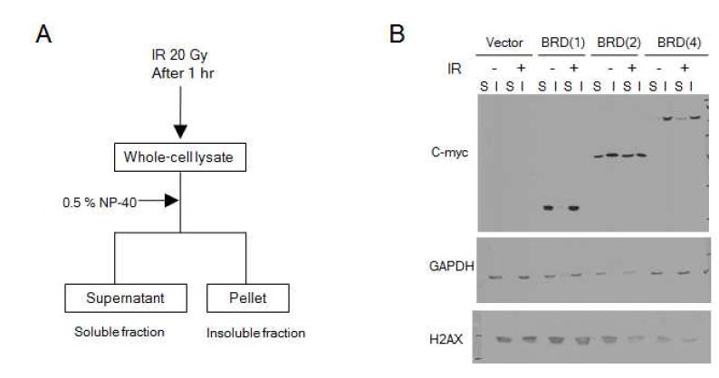 정상세포내에서 과발현된 BRG1-BRD 이 염색질에 결합하는지 확인. (A) 형질전환 방법으로 과발현된 BRG1-BRD를 감마 방사선을 조사한 후 세포를 얻어 용해되는 부분 (soluble fraction) 과 용해되지 않는 부분 (insoluble fraction) 으로 나눴음. (B) 대조군과 BRG1-BRD의 단량체, 이량체, 사량체간의 방사선 조 사 유무에 따른 염색질의 결합양상을 확인.