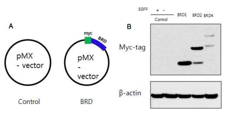 A. BRG1-BRD 과발현을 위한 벡터와 대조군 벡터. B. BRG1-BRD 과발현 벡터를 대장암세포주 HT29 세포에 형질전환시킨 후 western blotting으로 확인. BRD1: 단량체, BRD2: 이량체, BRD4: 사량체.