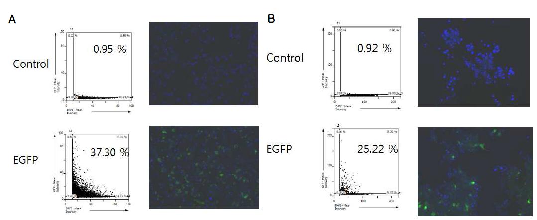 Tissue FAXS를 통한 암세포의 transfection 효율 정도를 검증. A. 대장암세포 HT29 B. 뇌교종세포 U87MG.