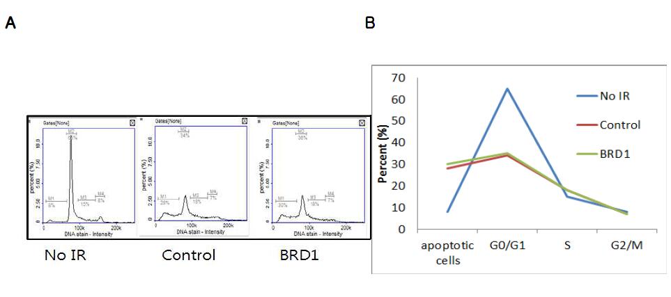 방사선 조사 후 BRD 과발현된 U87MG 세포의 cell cycle 변화를 Nucleo counter (NC-3000)를 이용하여관찰. No IR: 방사선을 조사하지 않은 군, control: pMX 대조군 벡터, BRD1: pMX-BRG1-BRD.