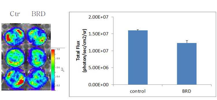뇌교종암세포 U87MG 세포주에 BRG1-BRD를 레트로바이러스로 침투시키고 방사선 조사 후 IVIS 영상을 통해 세포증식 억제 효과 평가.