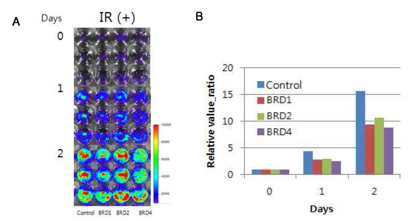 BRG1-BRD 과발현된 대장암세포 HT29세포의 방사선 조사 후 IVIS 영상을 통한 세포증식 평가. control:pMX 대조군 벡터, BRD1: 단량체, BRD2: 이량체, BRD4: 사량체.