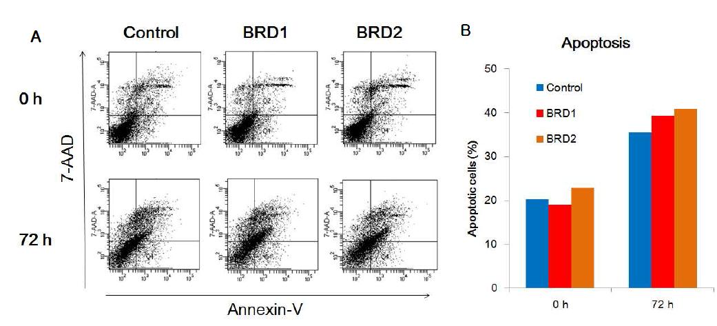 BRG1-BRD 과발현하는 HT29-luc 세포에 방사선 조사 후 apoptosis 분석. control: pMX 대조군 벡터,BRD1: 단량체, BRD2: 이량체