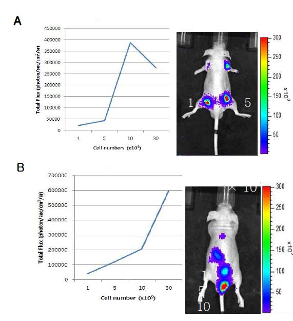 영상리포터 유전자를 이용한 마우스 이종이식 종양모델 확립과 세포 수 결정. A. ex vivo 모델링을 위한 측면에 형성시킨 종양모델. B. in vivo 모델링을 위한 등쪽에 형성시킨 종양모델