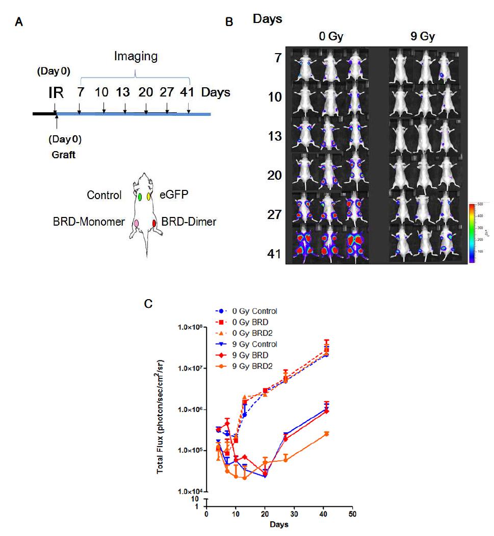 Ex vivo 마우스 모델링을 통한 BRG1-BRD HT29-luc 세포의 방사선 민감도 평가. control: pMX 대조군벡터, eGFP: pMX-eGFP 벡터, BRD1: pMX-BRG1-BRD 단량체, BRD2: pMX-BRG1-BRD 이량체